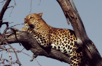  Safaris